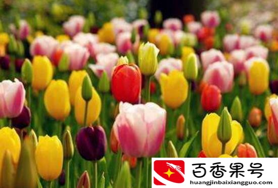 郁金香的花可以撑几天