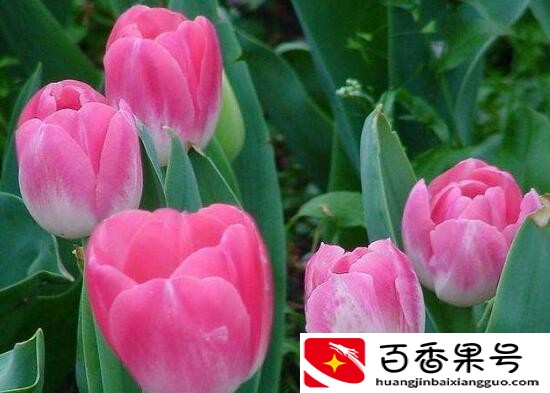 郁金香的花可以撑几天