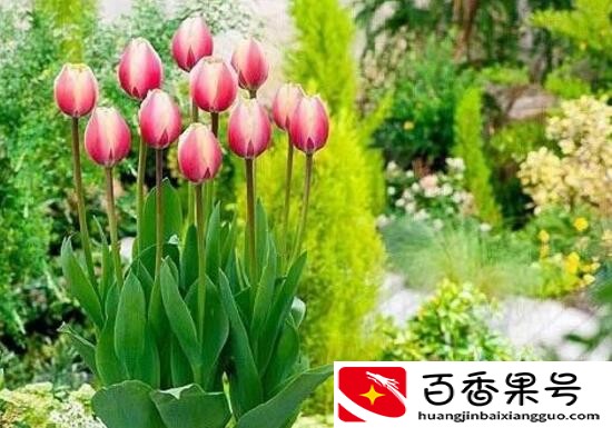 郁金香的花可以撑几天
