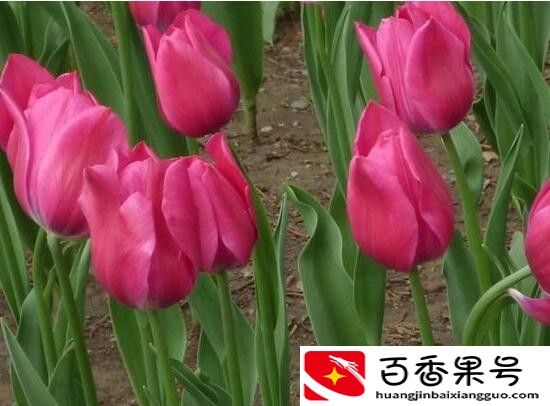 郁金香的花可以撑几天