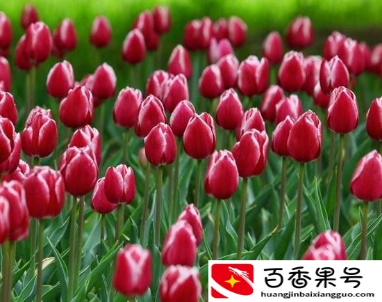 郁金香的花可以撑几天
