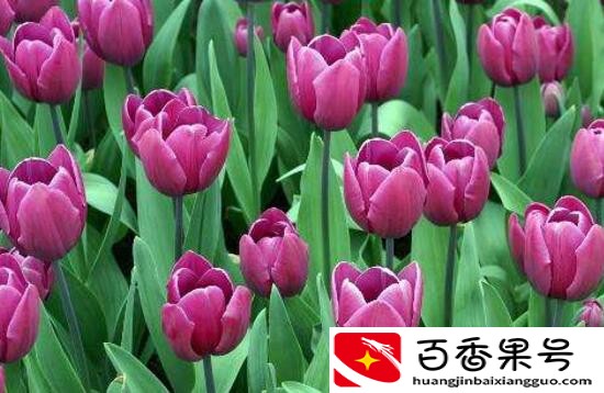 郁金香的花可以撑几天
