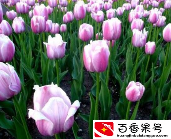郁金香的花可以撑几天