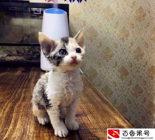 德文猫为什么不建议买