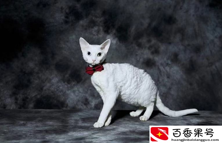 德文猫为什么不建议买