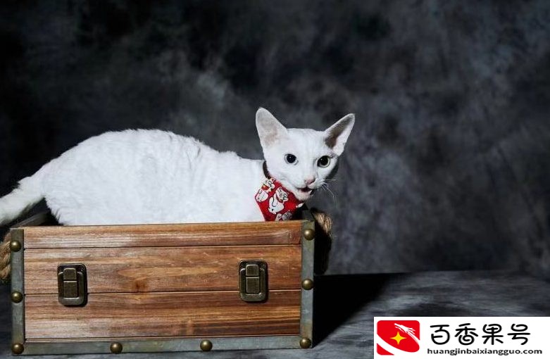 德文猫为什么不建议买