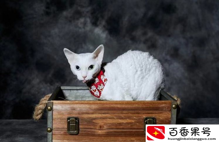 德文猫为什么不建议买
