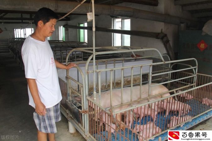 母猪肉不能吃那母猪怎么处理