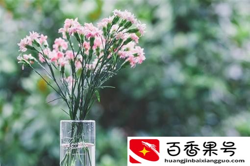 康乃馨有什么颜色