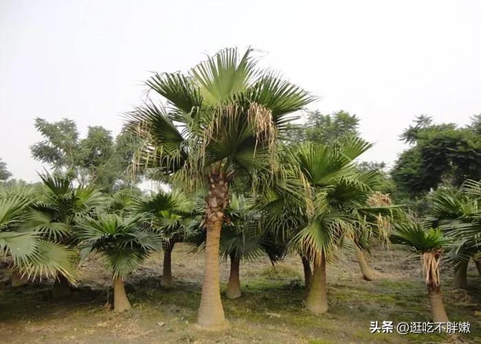 蒲扇是什么叶子做的