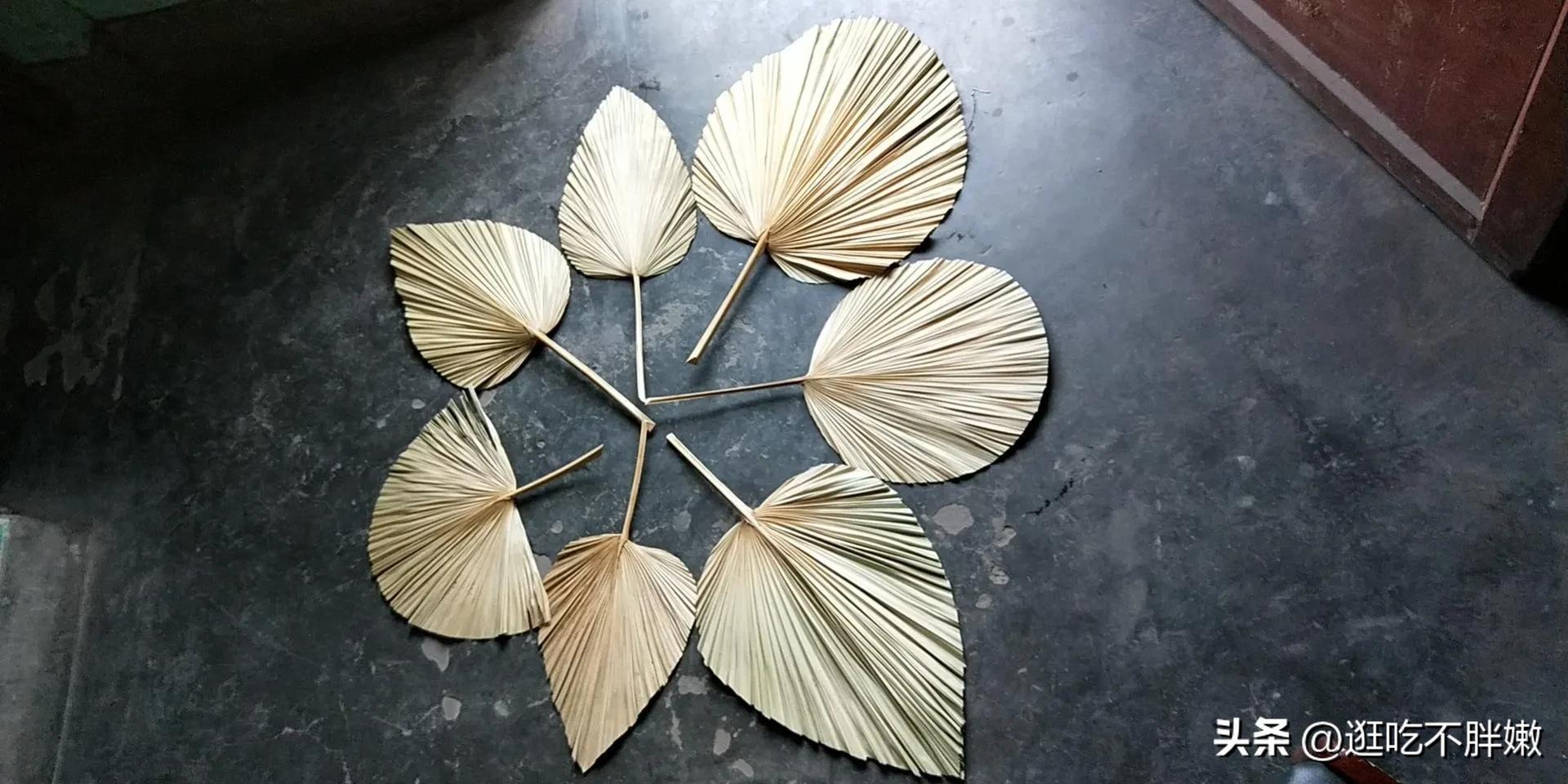 蒲扇是什么叶子做的