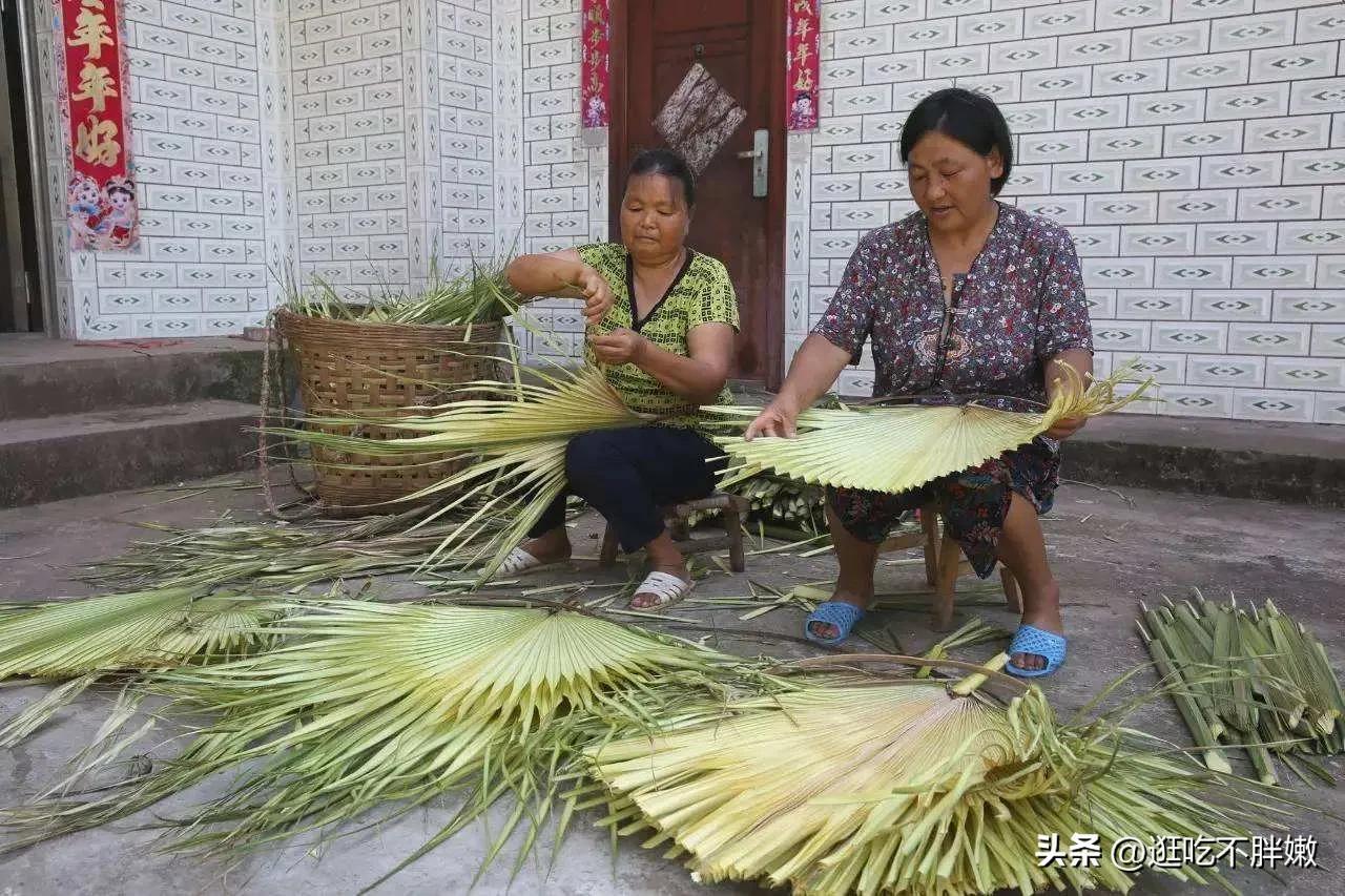 蒲扇是什么叶子做的