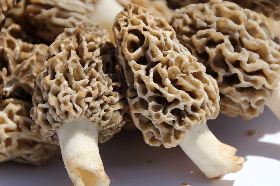 九寨十大特产，个个美味天然营养，不是不适宜而是用不同方式助力