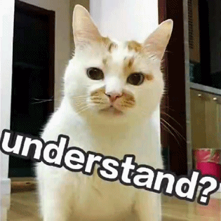 猫为什么要绝育