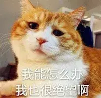 猫为什么要绝育
