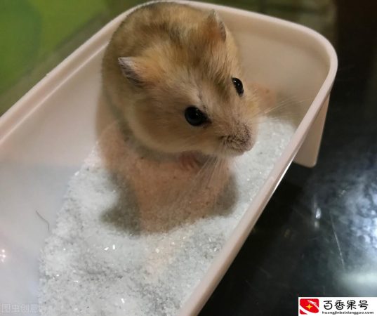 仓鼠洗澡怎么洗？仓鼠能洗澡吗太臭了？