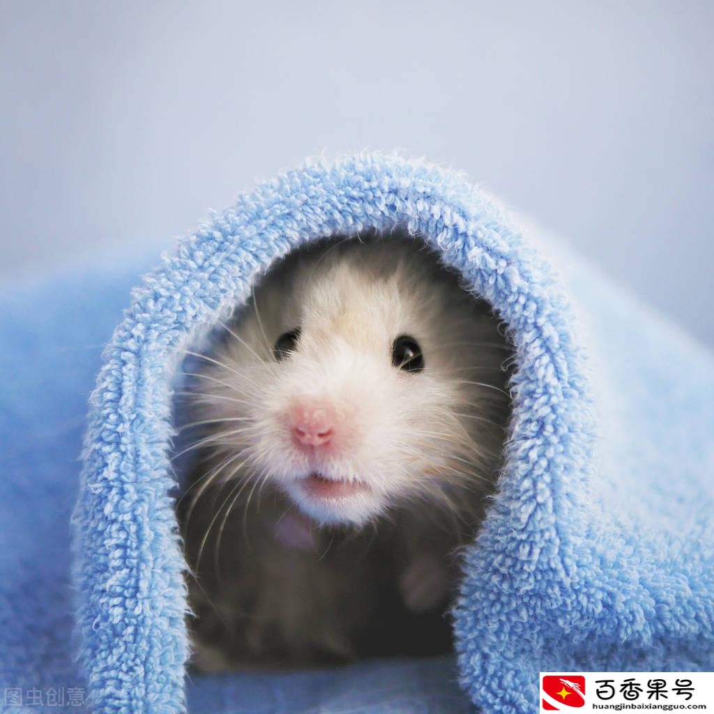 仓鼠洗澡怎么洗？仓鼠能洗澡吗太臭了？