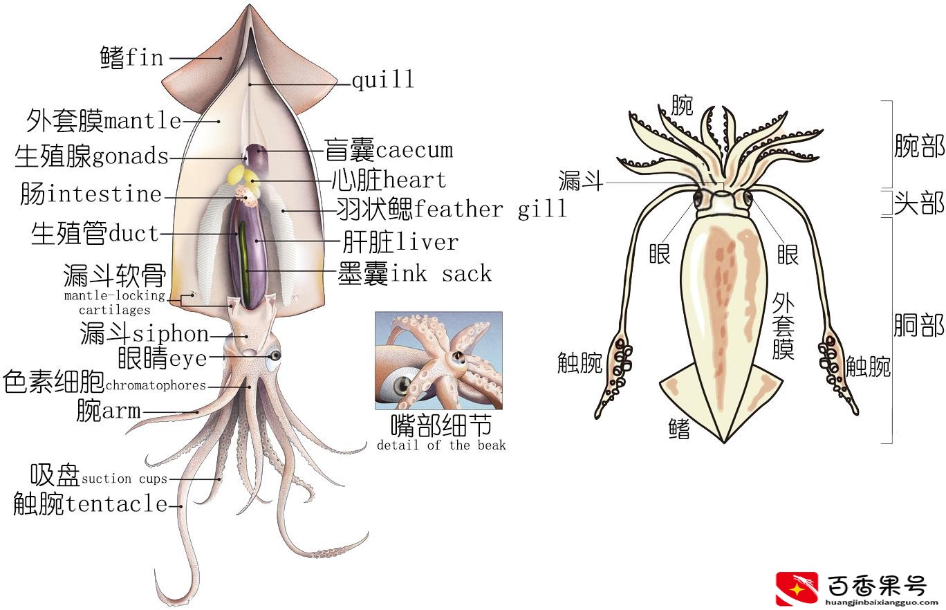 乌贼和章鱼的区别在哪