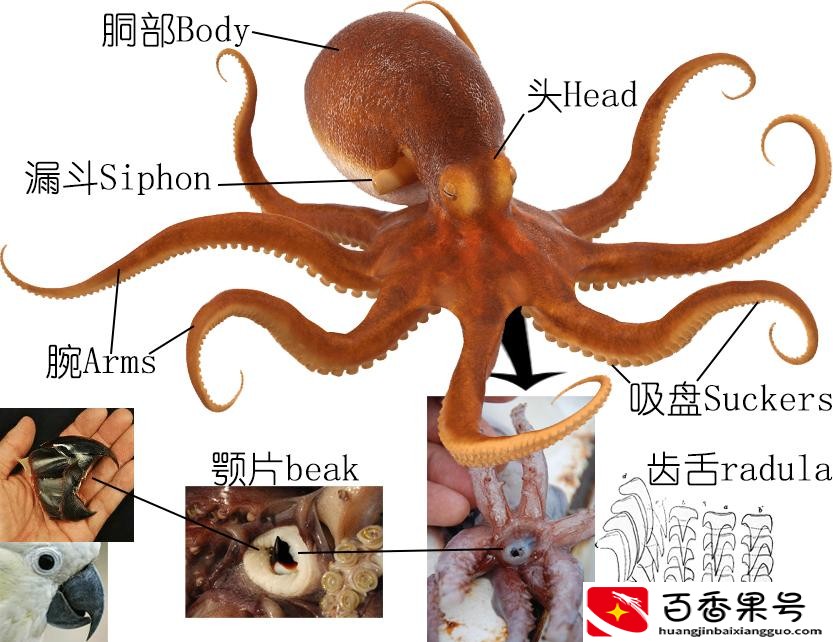 乌贼和章鱼的区别在哪