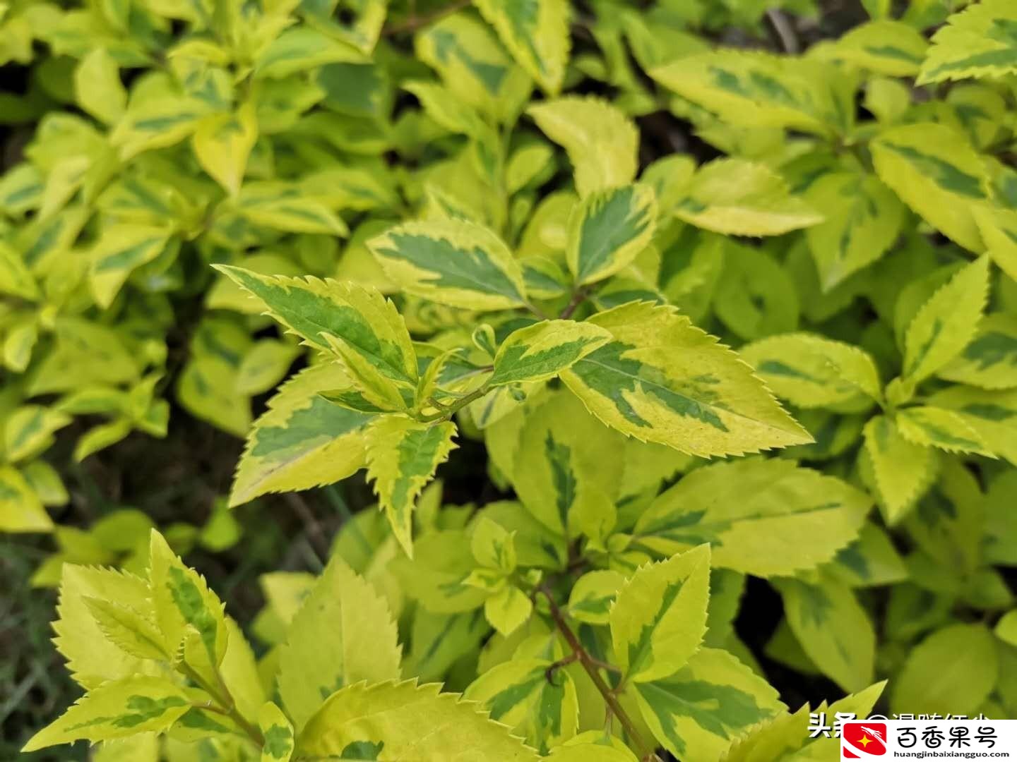 退休呆在家很无聊很烦怎么办