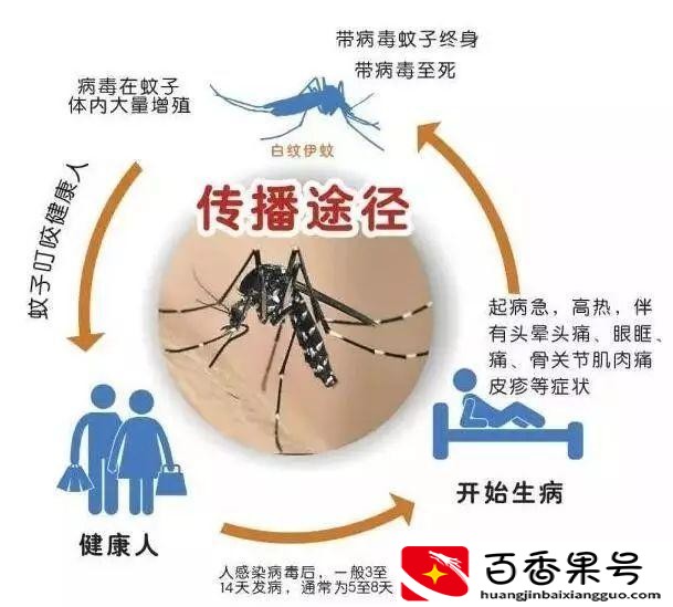 花蚊子和普通蚊子的区别