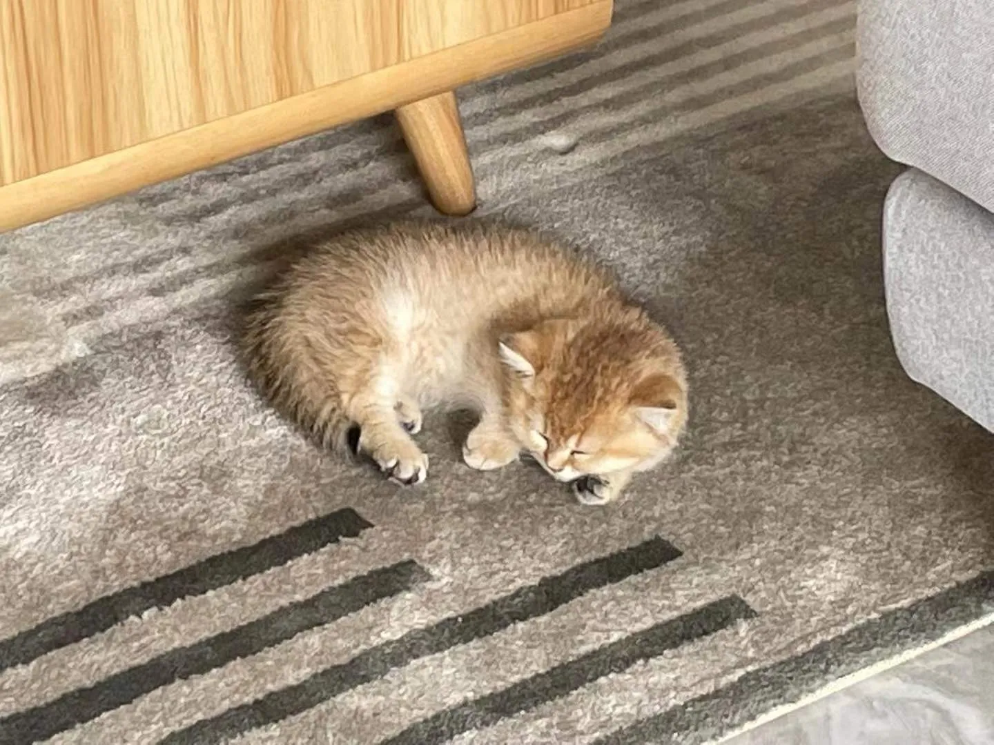 养猫会带来什么运气