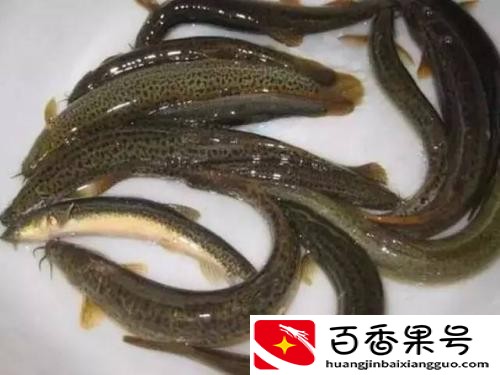 一亩泥鳅一年赚多少钱