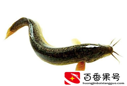 一亩泥鳅一年赚多少钱