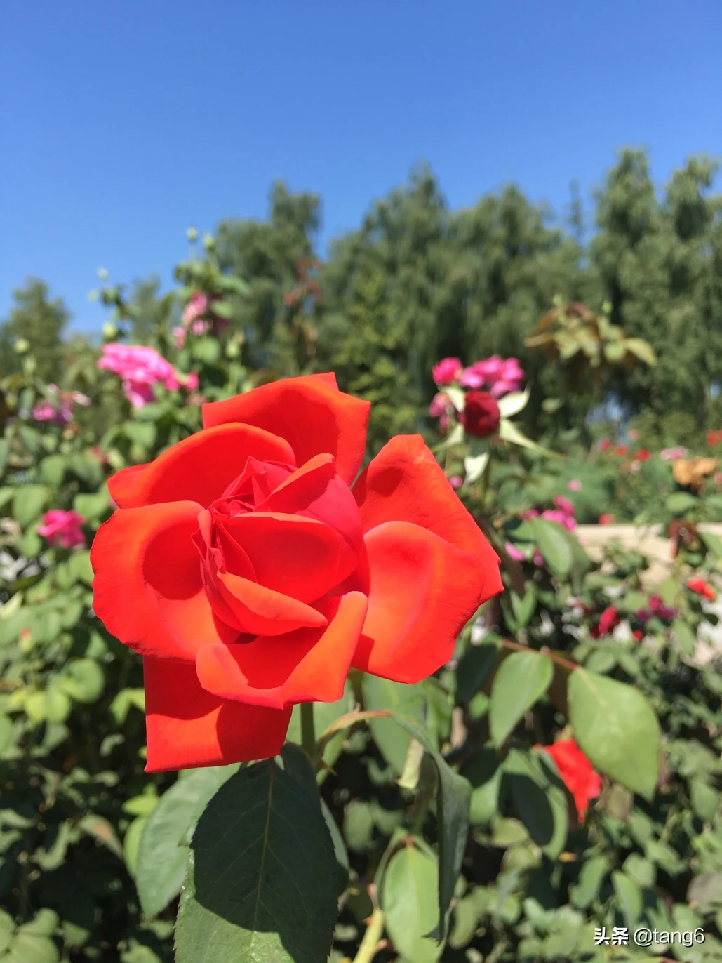 迷信说家里不能放假花