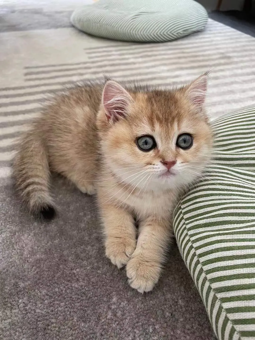 养猫会带来什么运气