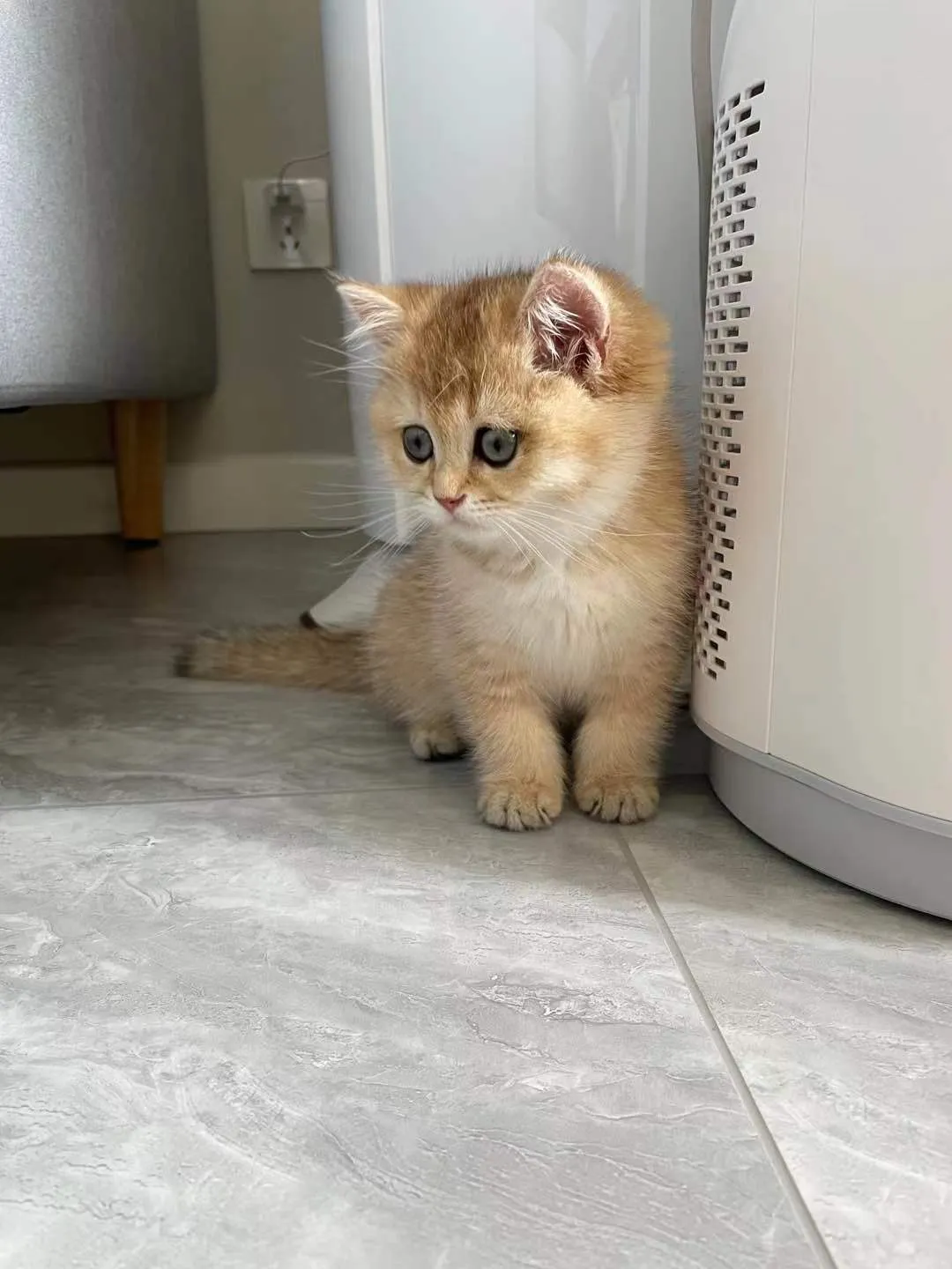 养猫会带来什么运气