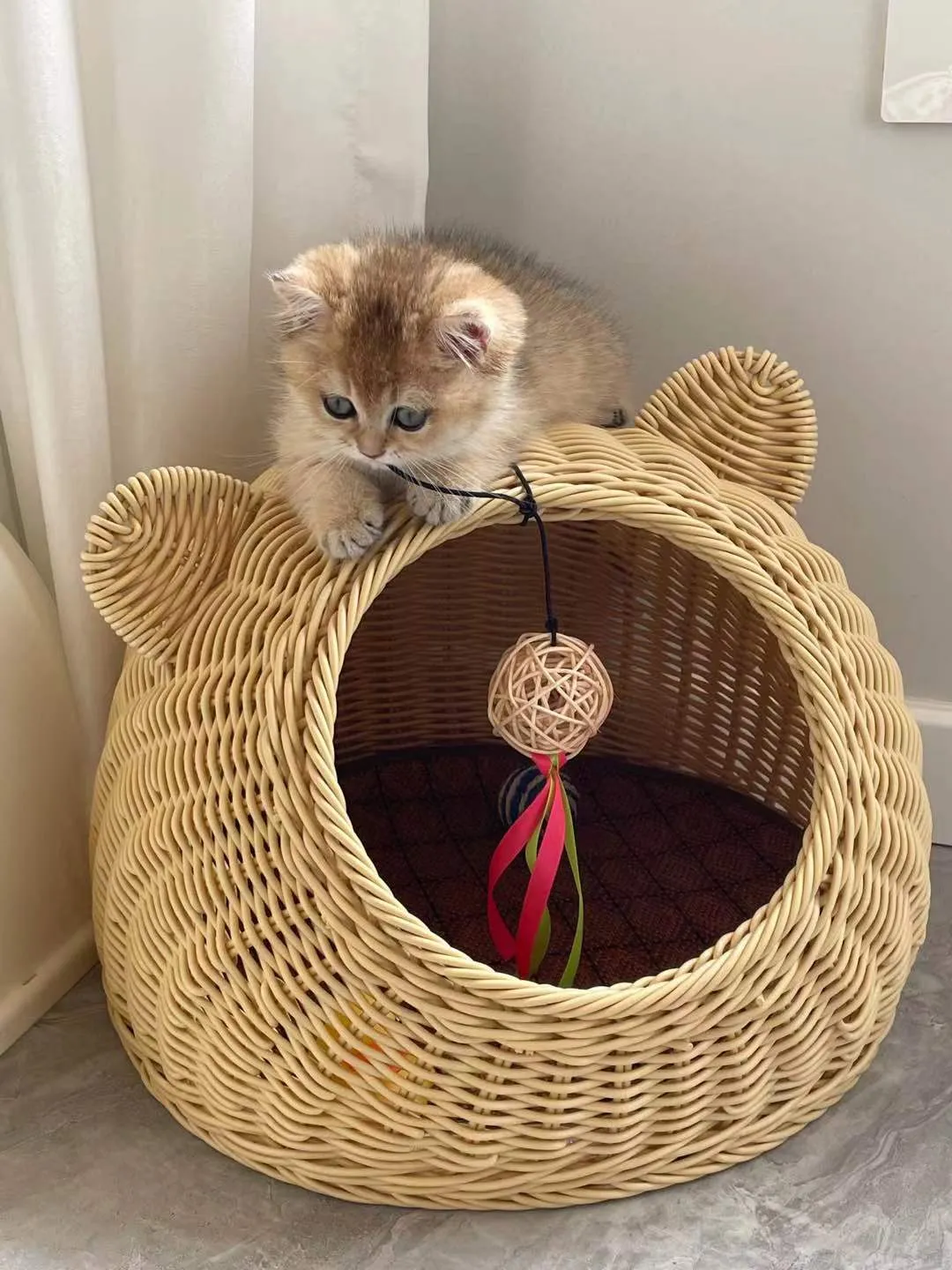 养猫会带来什么运气