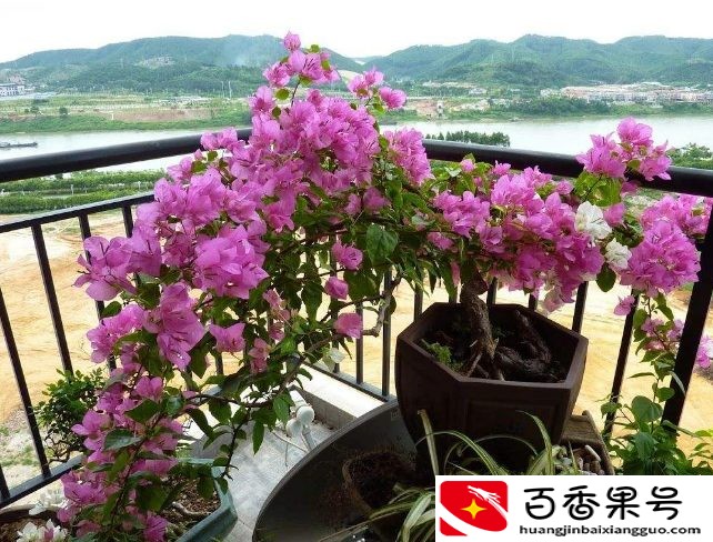 家里摆放仿真花好不好