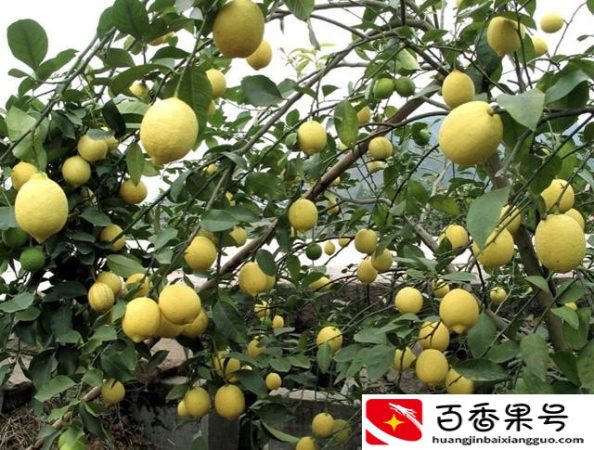 柠檬哪里的产地最好
