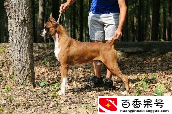 拳师犬为什么没人养？拳师犬为什么被禁养？