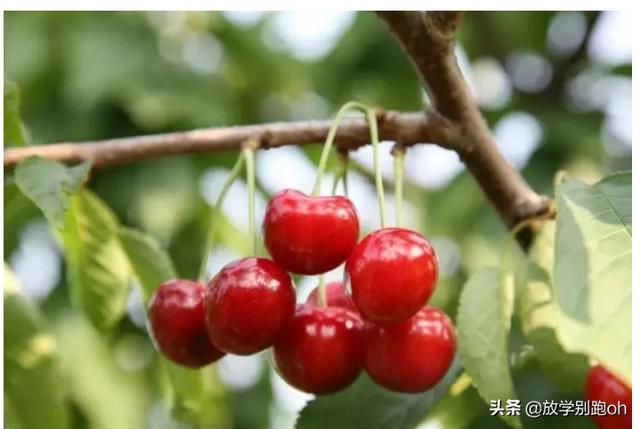 五六月份应季水果