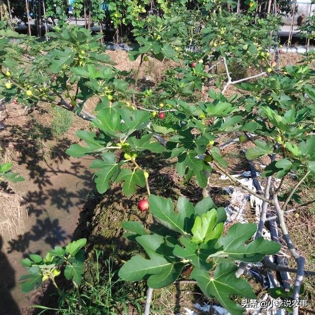 无花果树用什么肥料最好