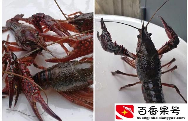 养虾1亩一般需要多少钱