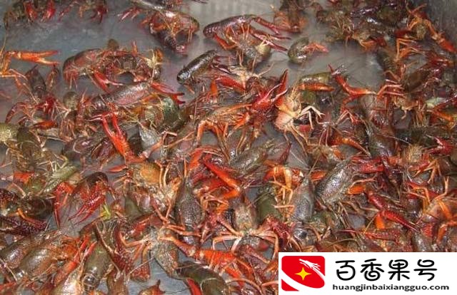 养虾1亩一般需要多少钱