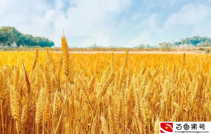 夏收夏种农事忙颗粒归仓稳当当