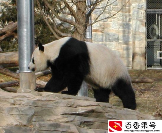熊猫的特点和生活特征有哪些