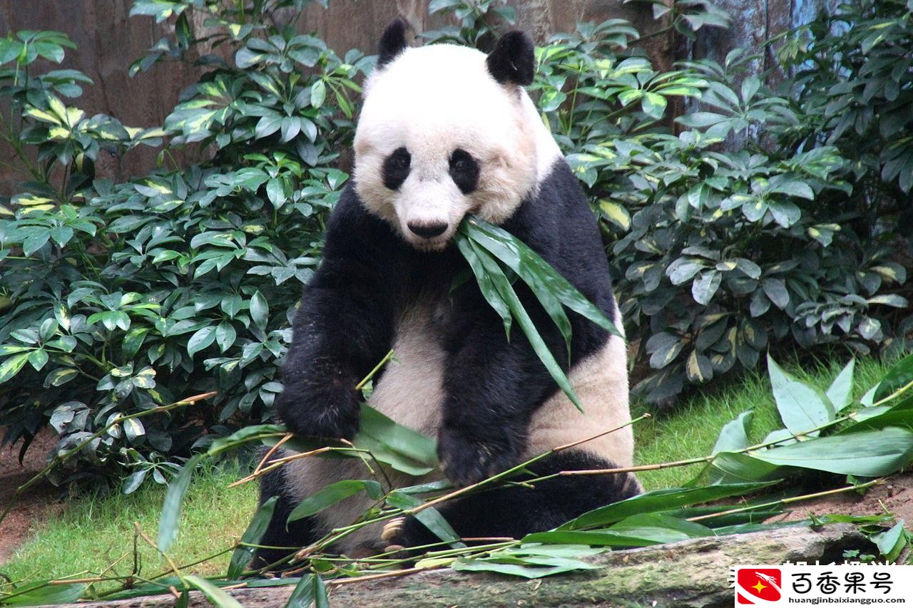 熊猫的特点和生活特征有哪些