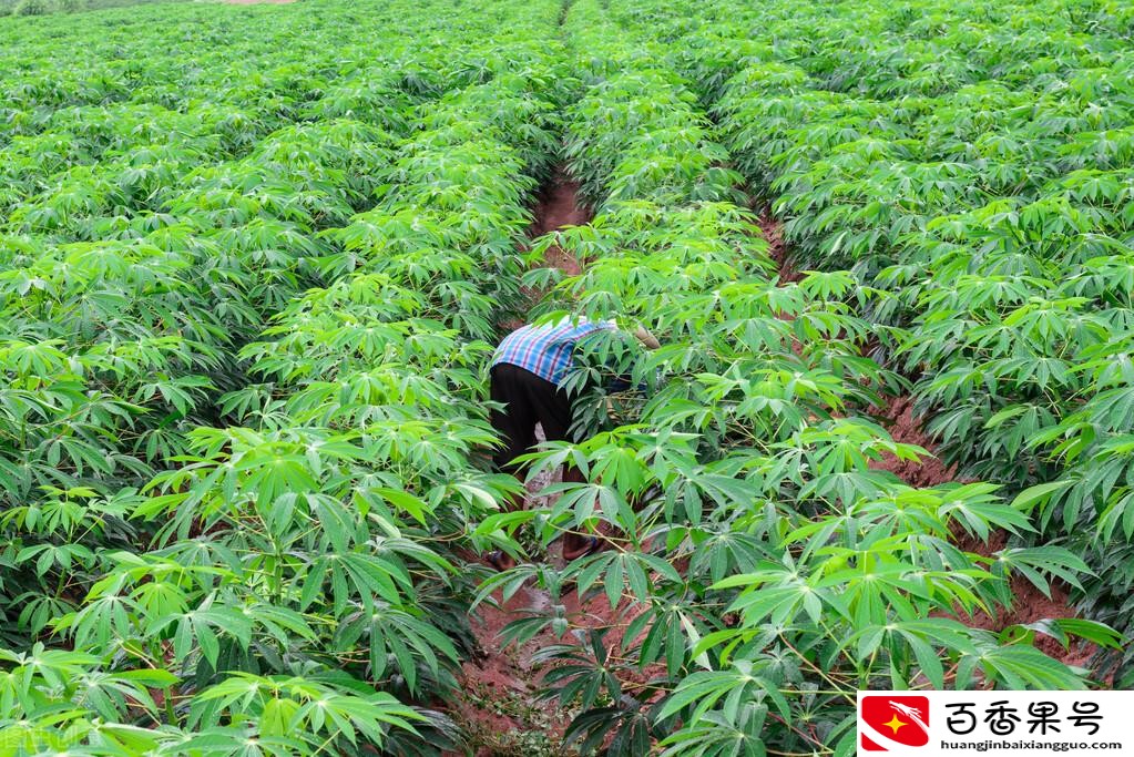 珍珠奶茶的珍珠是什么材料做的