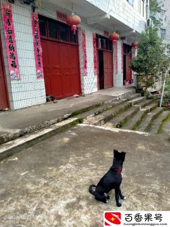 土狗一般多大开始懂人性