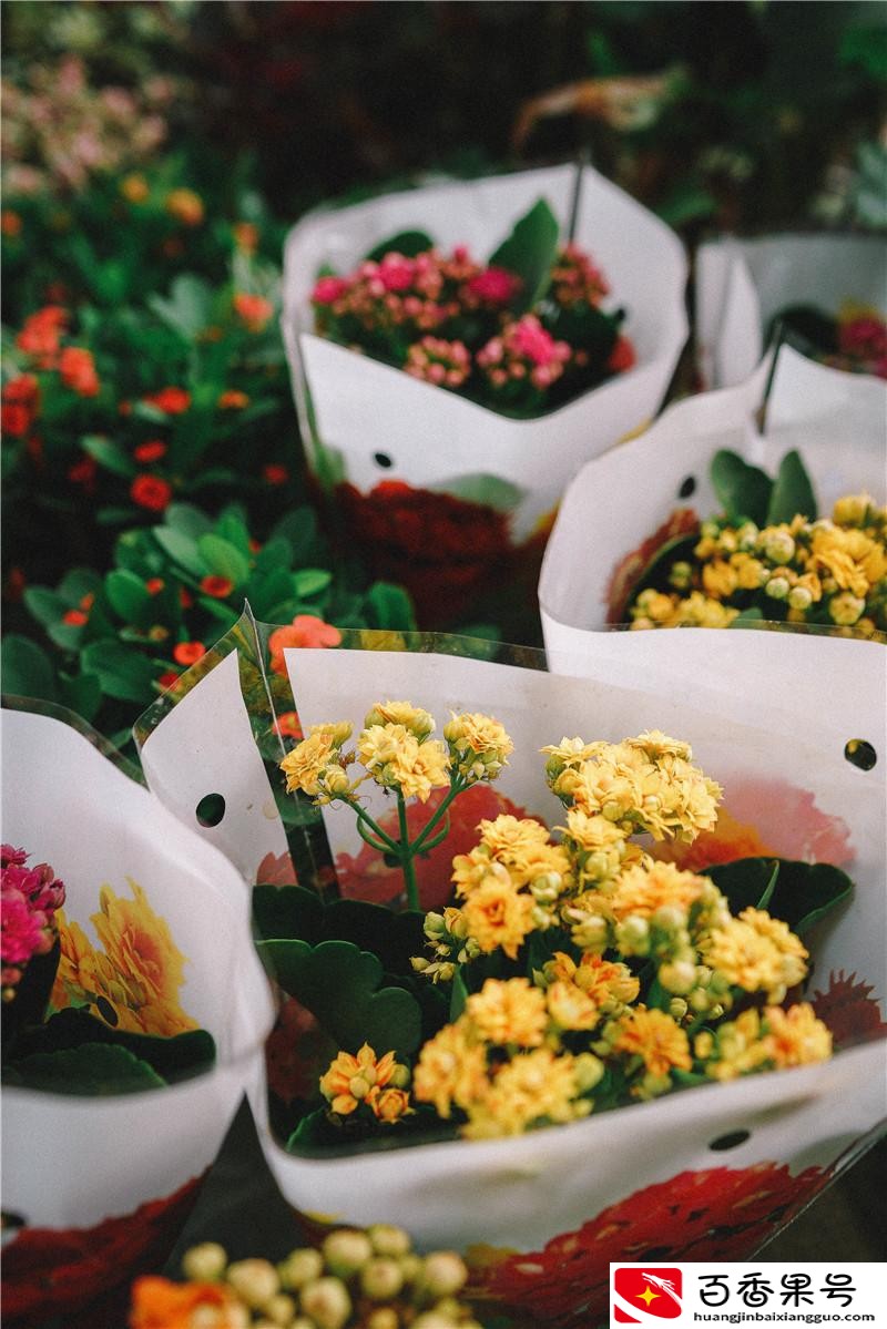 南宁最大的花鸟市场在哪里
