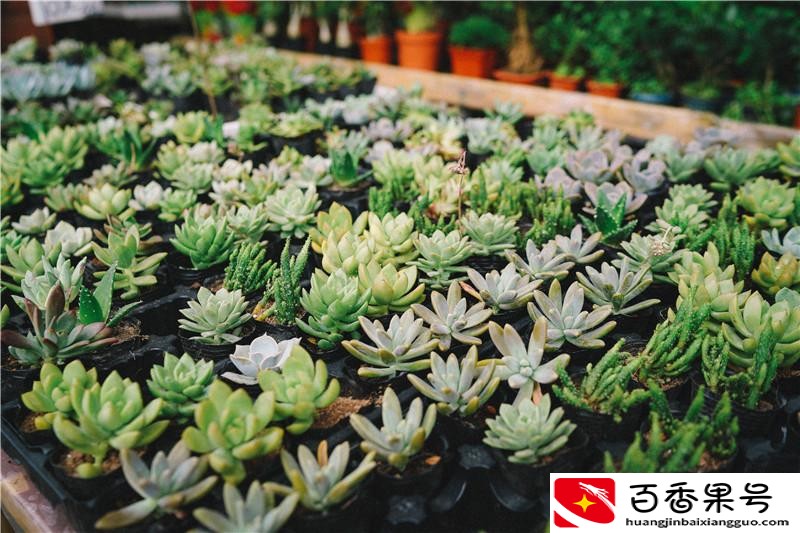 南宁最大的花鸟市场在哪里