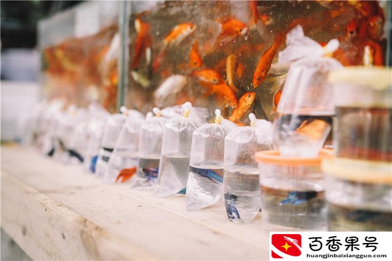 南宁最大的花鸟市场在哪里