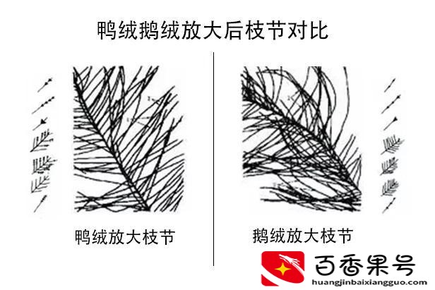 鸭毛绒是不是羽绒服