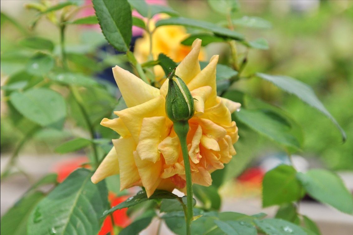 花数量代表的意义