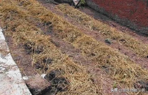蚯蚓养殖每亩需要投资多少钱